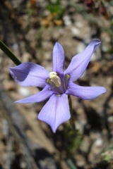 Moraea polyanthos