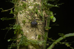 Ubatubesia amplicoxae