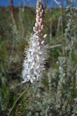 Bulbinella cauda-felis