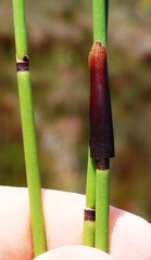 Elegia hookeriana