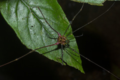 Heteromitobates discolor