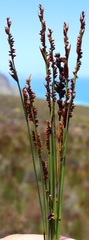Elegia hookeriana