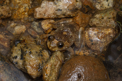 Cycloramphus boraceiensis