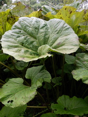 Petasites