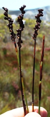 Elegia hookeriana