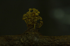 Mycena lucentipes