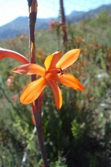 Watsonia angusta