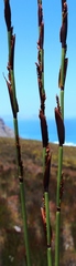 Elegia hookeriana