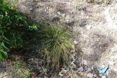 Carex leersii