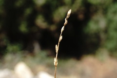 Carex leersii