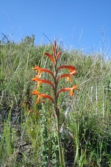 Watsonia angusta