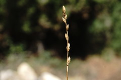 Carex leersii