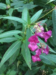 Impatiens glandulifera