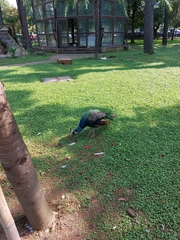 Pavo cristatus