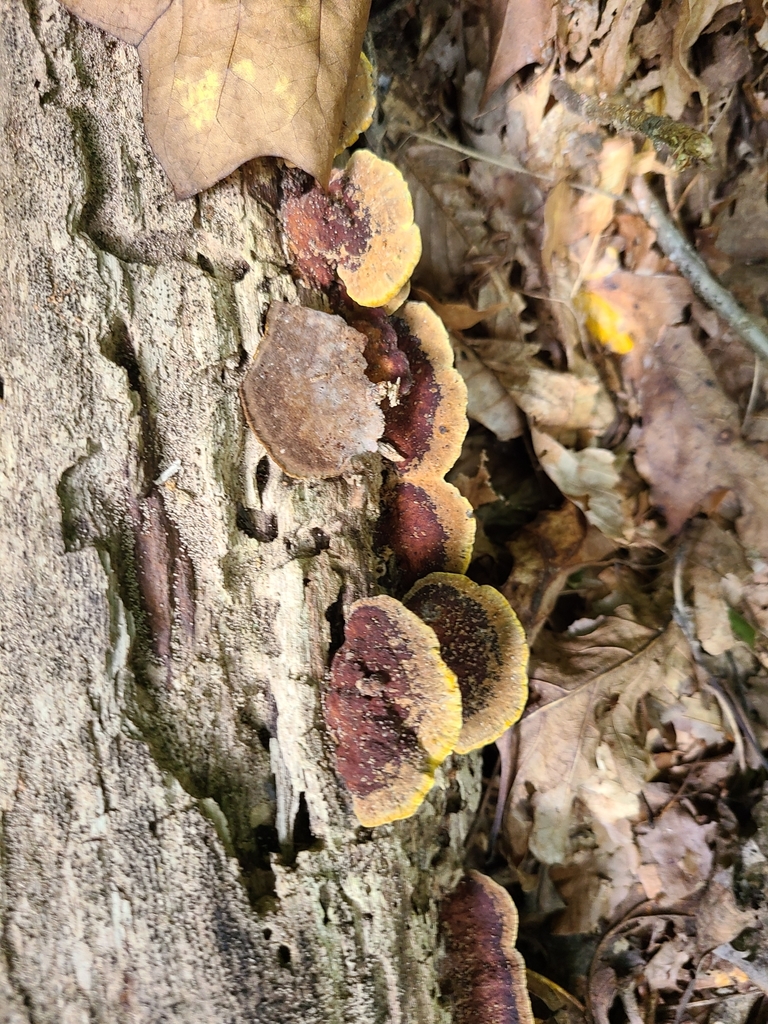 Mustard Yellow Polypore from Lynn Township, IN, USA on August 14, 2021