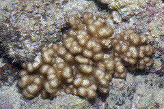 Klyxum
