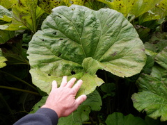Petasites