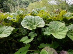 Petasites