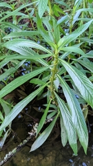 Hygrophila