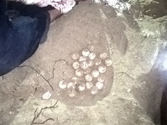 Lepidochelys olivacea