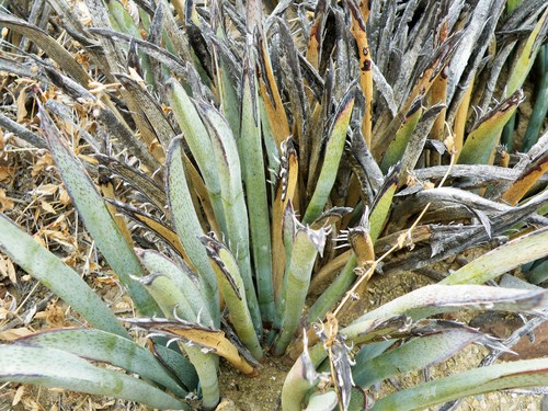 Image of Yucca endlichiana by (c) amantedarmanin, some rights reserved (CC BY)