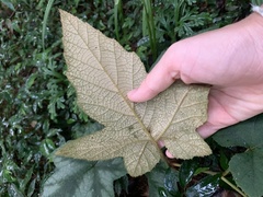Rubus reflexus hui