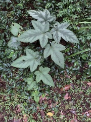 Rubus reflexus hui
