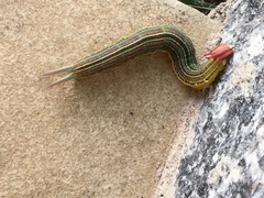 Opsiphanes invirae