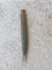 Opsiphanes invirae