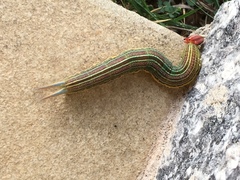 Opsiphanes invirae