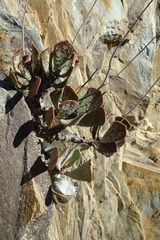 Adromischus triflorus