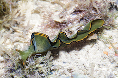 Elysia marginata