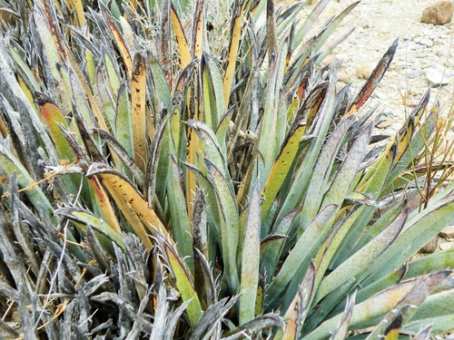 Image of Yucca endlichiana by (c) amantedarmanin, some rights reserved (CC BY)