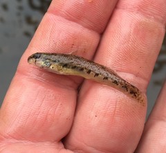 Etheostoma stigmaeum