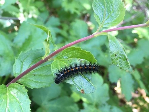 iNaturalist observation photo of Checkerspots, Anglewings, Peacocks, and Allies