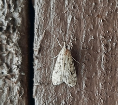 Eudonia lacustrata