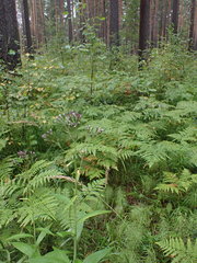 Saussurea controversa
