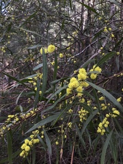 Acacia leprosa
