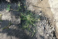 Cyperus glaber