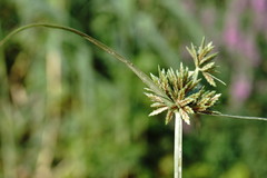 Cyperus glaber