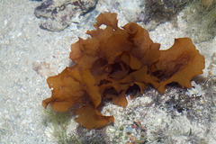Halymenia