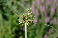 Cyperus glaber