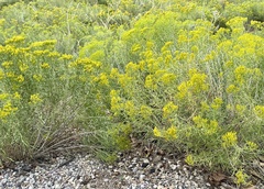 Chrysothamnus