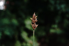 Carex stenophylla