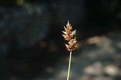 Carex stenophylla