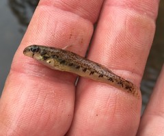 Etheostoma stigmaeum