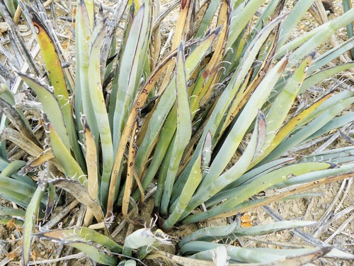 Yucca endlichiana
