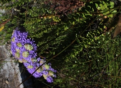 Pseudoselago pulchra