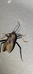 Notobitus meleagris