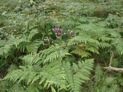 Saussurea controversa